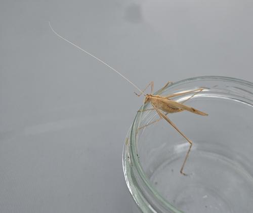 Tylopsis lilifolia